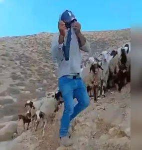 ערבי רעול פנים מעליל על רועה צאן יהודי כאילו הוא הורג כבשים